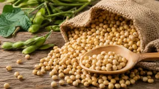 Soybeans Rally Near 26-Month Highs as Robust Chinese Demand Counters 13% Tariff Overhang